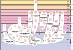 Trilobite body change chart