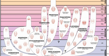 Trilobite body change chart